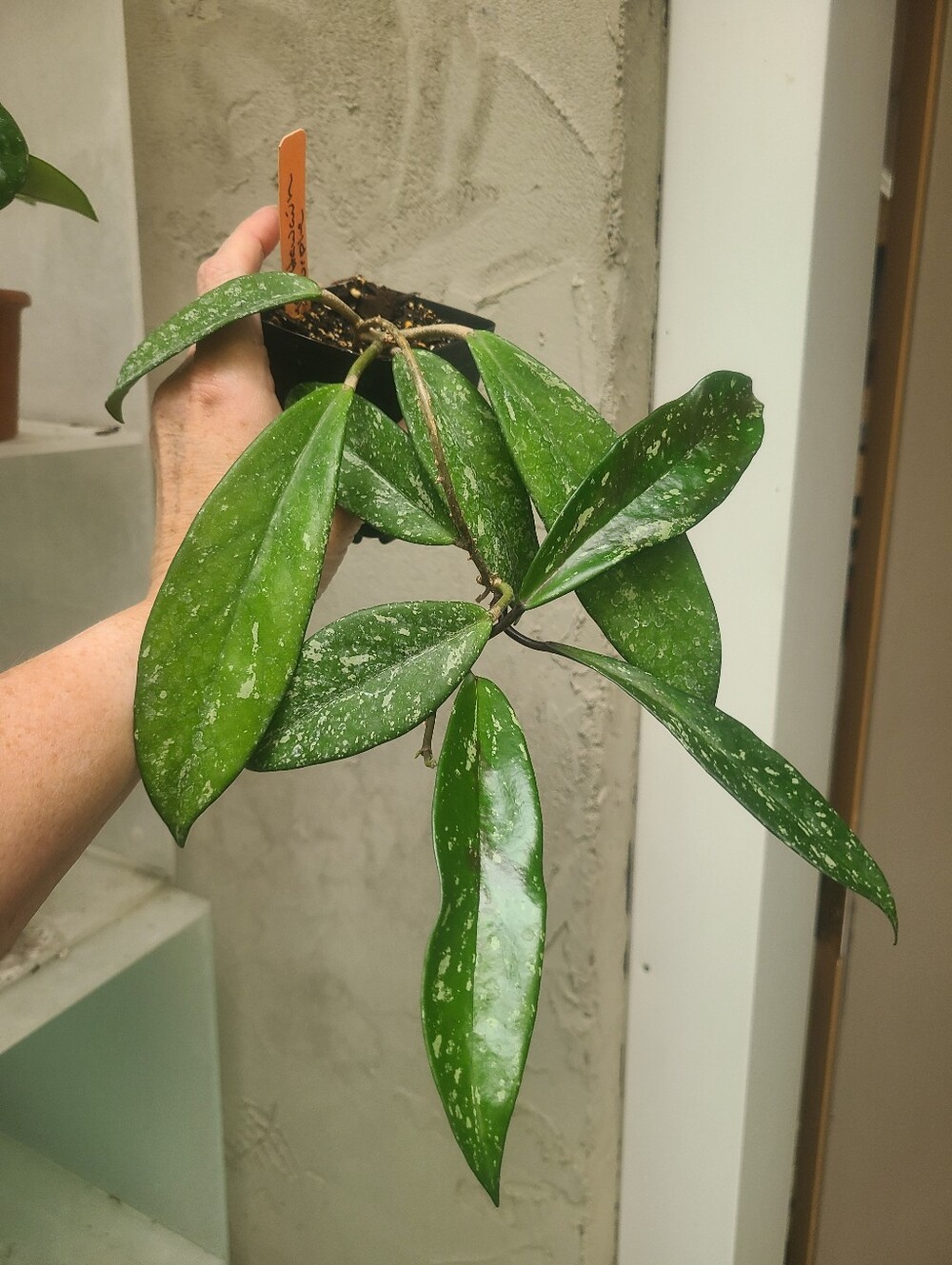 Hoya Publicalyx Royal Hawaiian purple